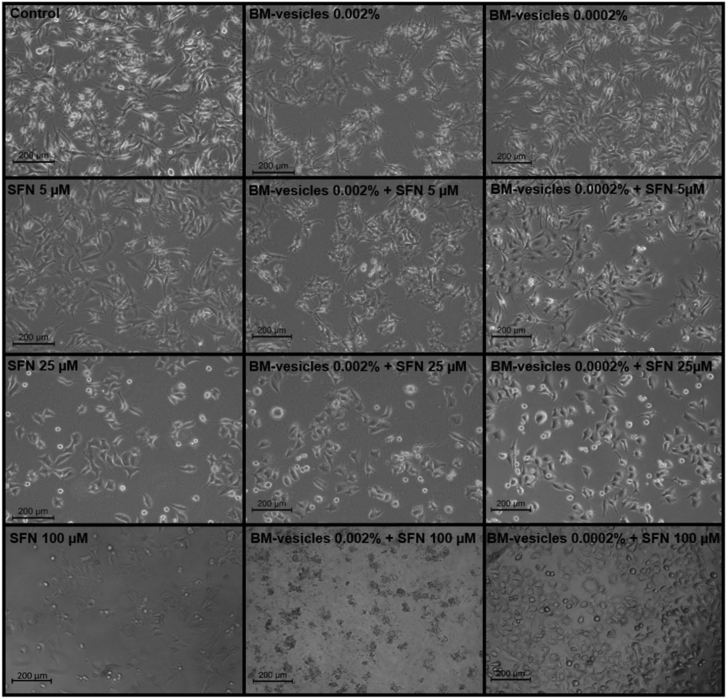 Effect of sulforaphane encapsulated in broccoli membrane vesicles on SK-MEL-28 cells.